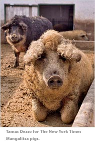 two curly mangalitsa pigs