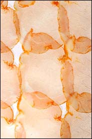 translucent slices of lomo embuchado