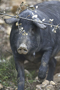 close up of an iberico pig