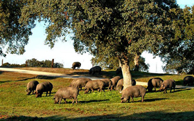 iberico pigs grazing in the dehesa pastureland