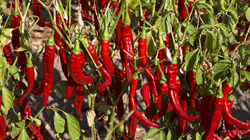 red peppers on the vine