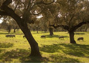 iberico pigs wandering on the dehesa pastureland